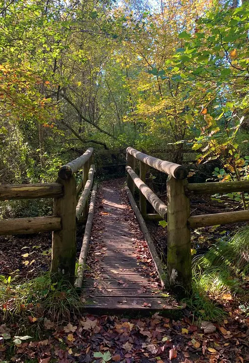 footbridge through forest