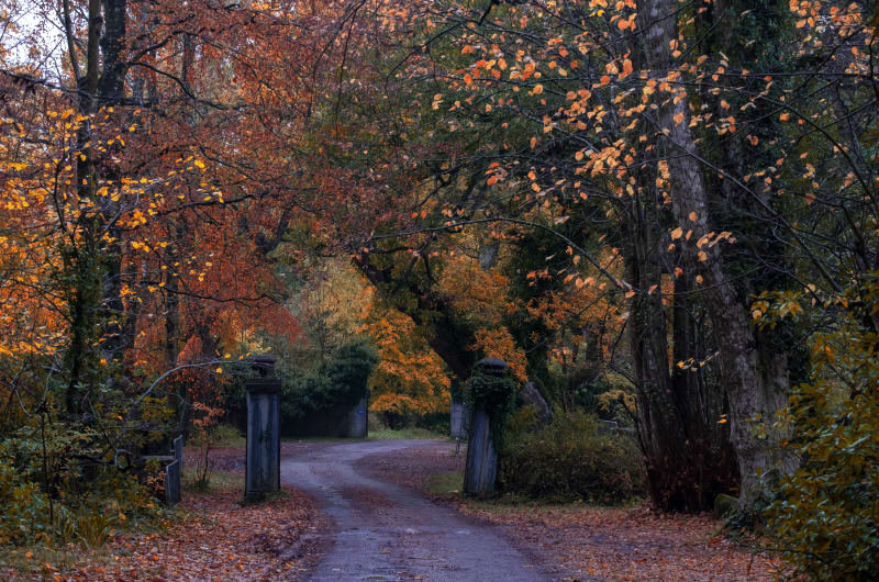 Autumn forest path framed by stone gate pillars