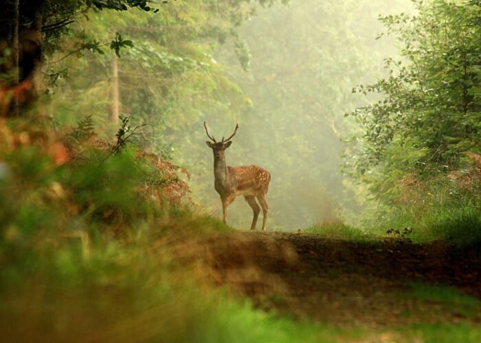 Deer Standing On Path In Misty Forest