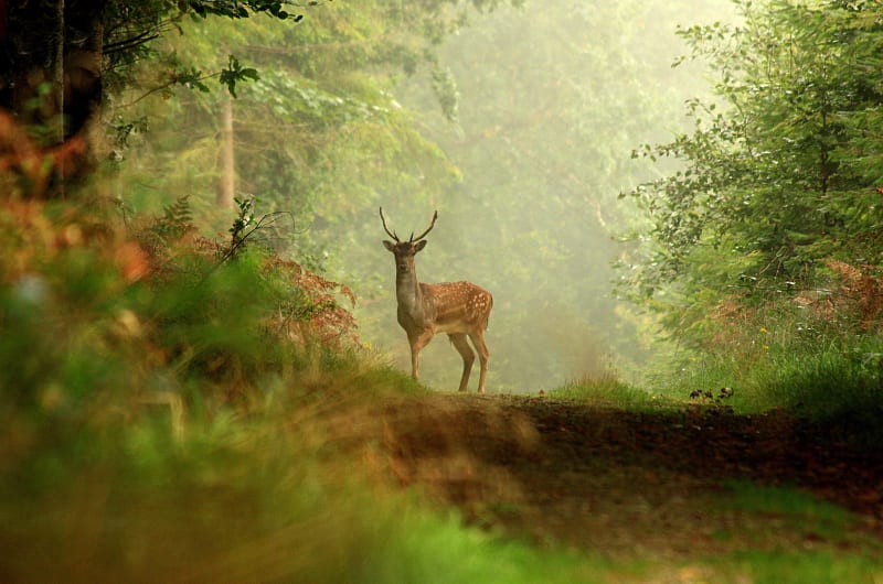 Deer Standing On Path In Misty Forest