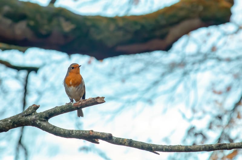 European Robin perched on a bare tree branch