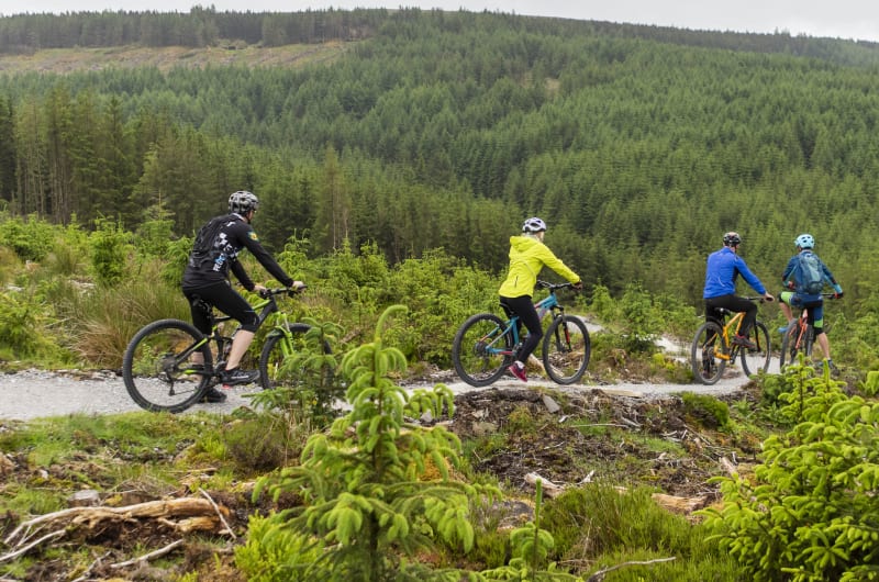 Four Mountain Bikers On A Forest Trail