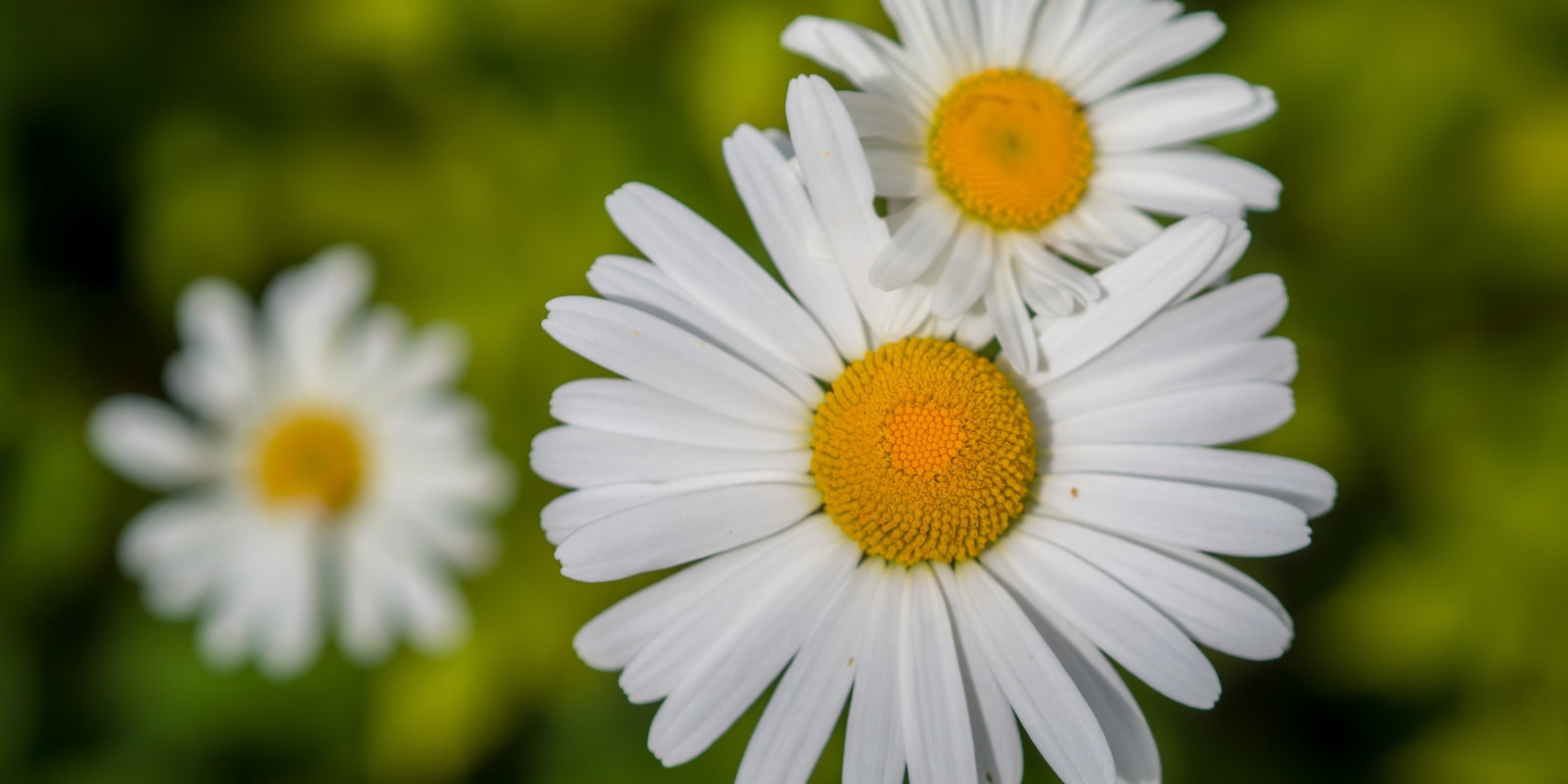 Garden Centres Three white daisy flowers