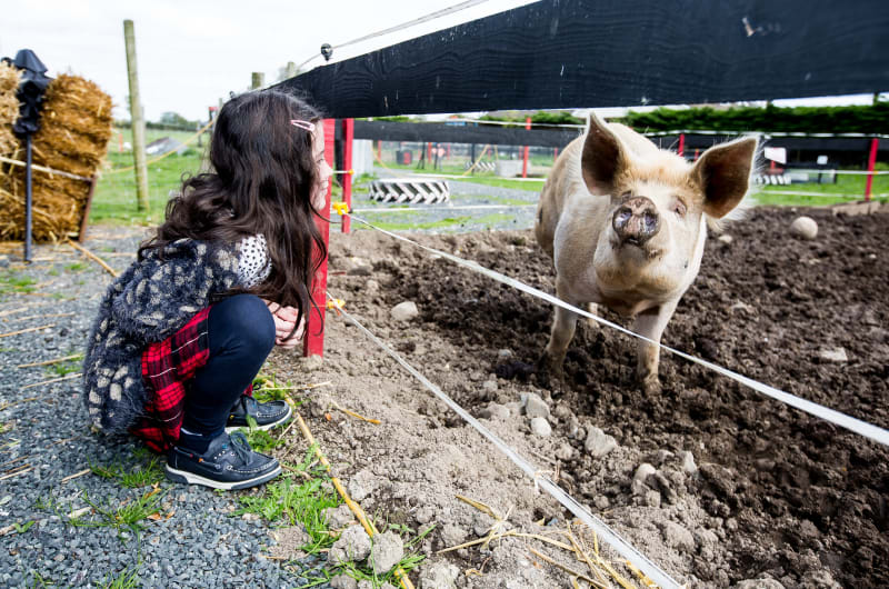 Girl Crouching Watching Large Pig Through Fence