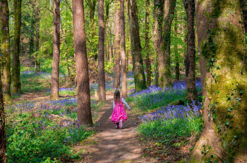 Girl In Pink Dress Walking Through Bluebell Woods