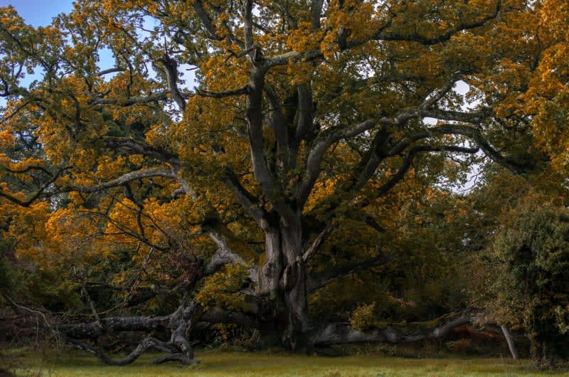 Large Ancient Oak Tree With Sprawling Autumn Branches