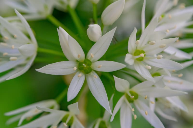 Macro shot of blooming white wild garlic flowers