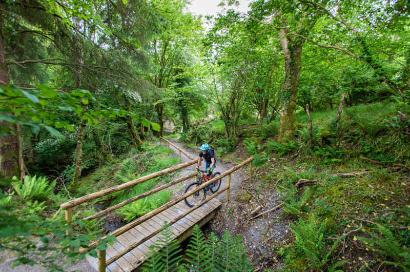 Mountain Biker Crossing Wooden Bridge In Lush Forest