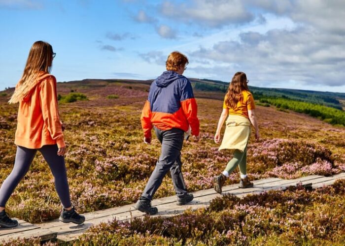 People walking on boardwalk through blooming purple heather