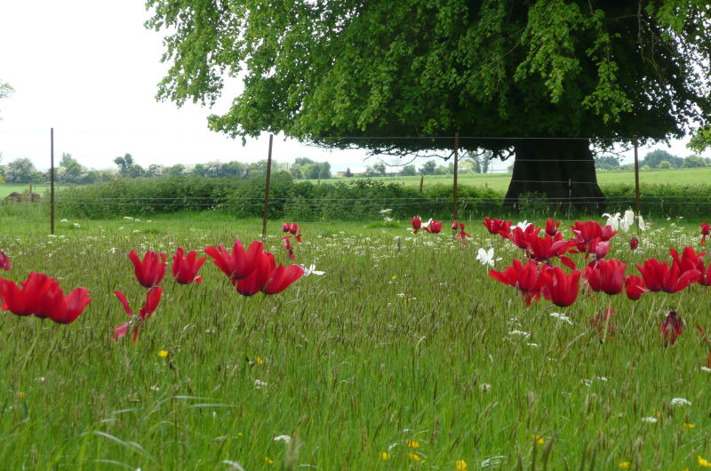 Red Shine Tulips In Lawn At Bellefield