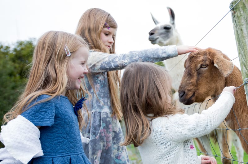Three young girls petting a goat and llama