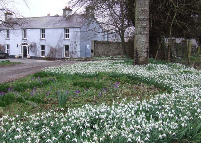 White Snowdrops In Front Of Blue House Bellefield