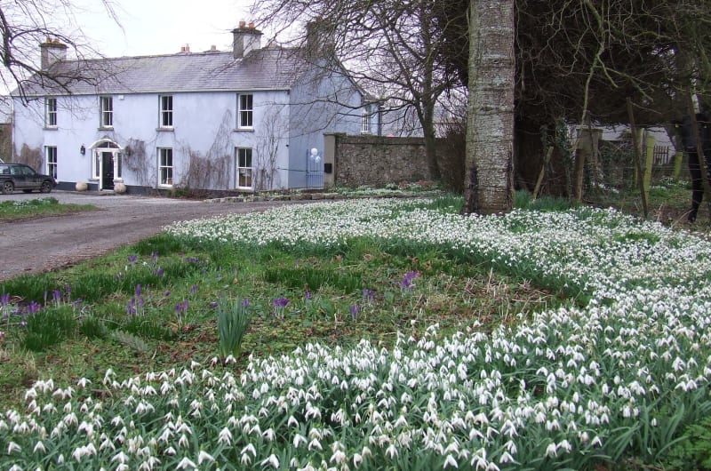 White Snowdrops In Front Of Blue House Bellefield