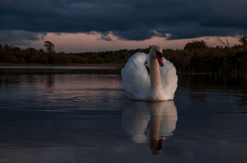 White Swan Swimming On Calm Lake At Dusk