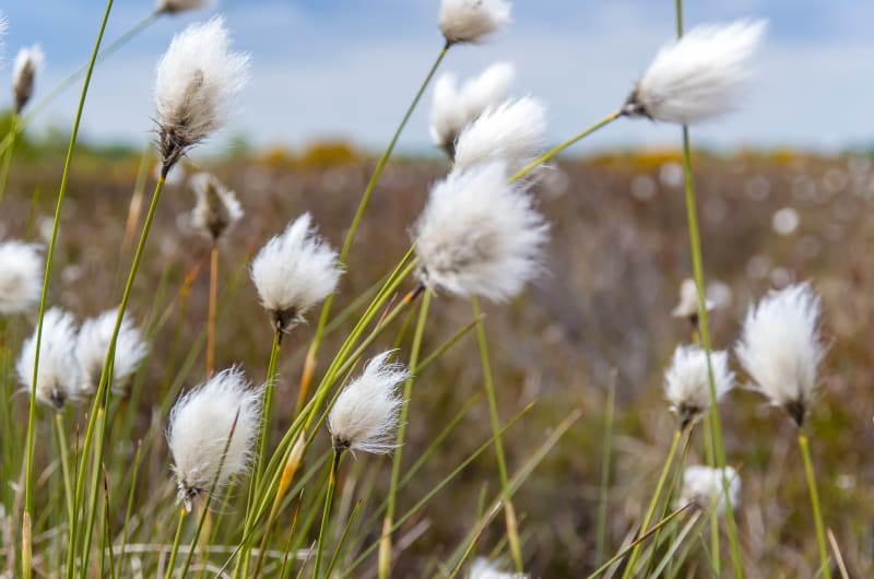 White fluffy bog cotton plants in nature field
