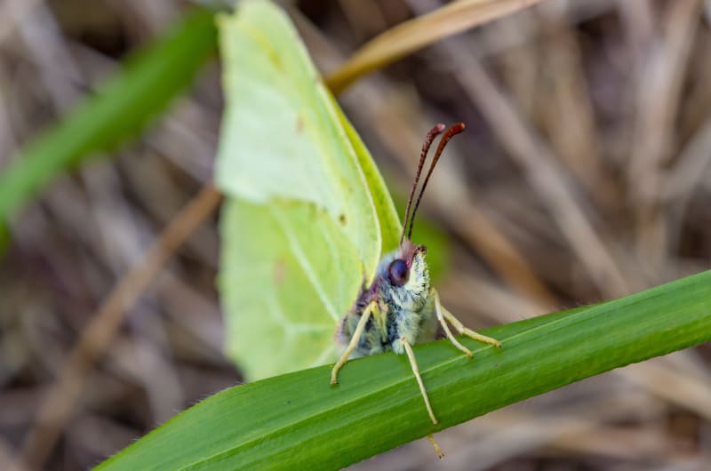 Yellow Brimstone butterfly resting on green grass blade