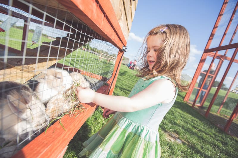 Young Girl In Green Dress Feeding Rabbits