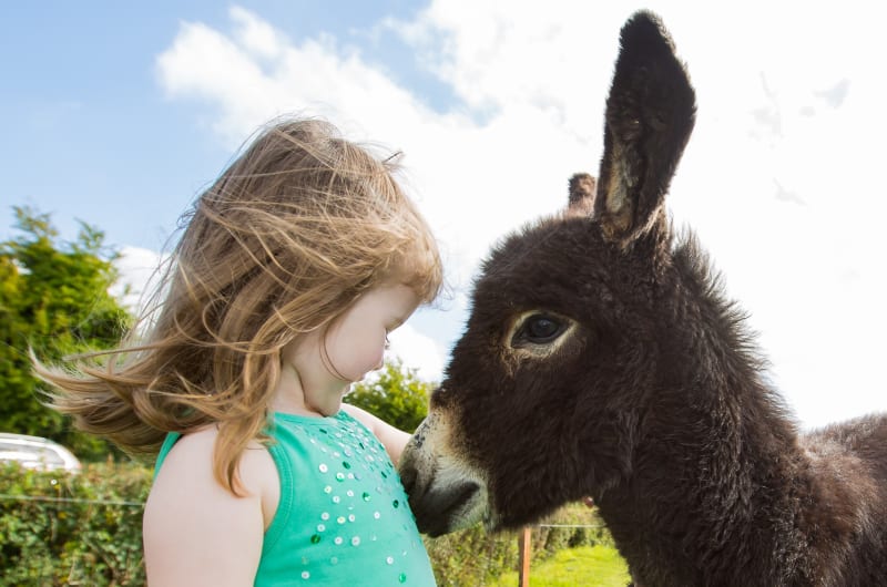 Young Girl In Green Top With Dark Donkey