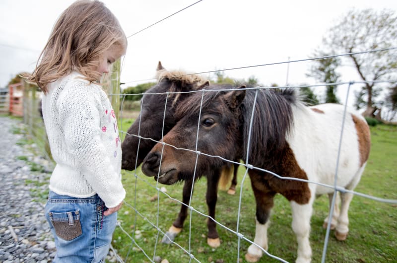 Young girl observing two ponies through wire fence