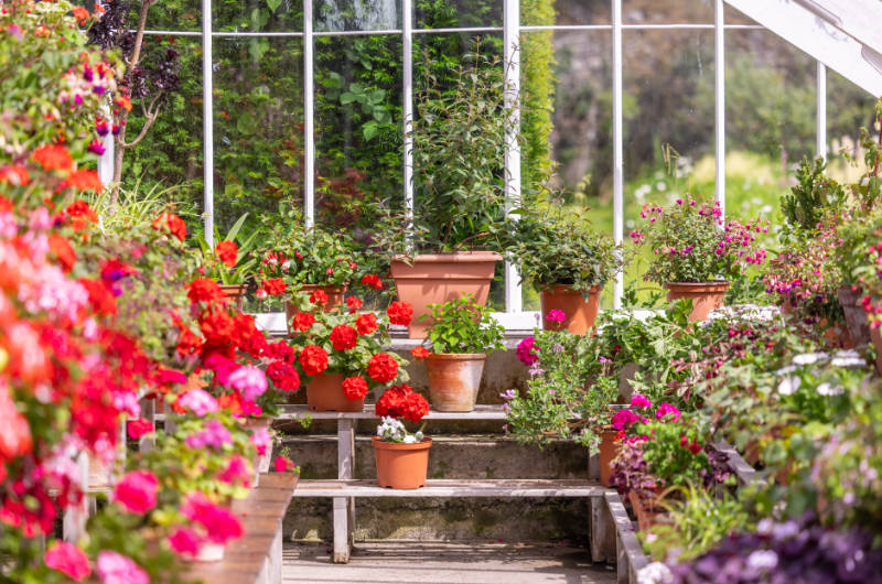 flower pots ingreenhouse