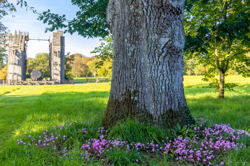 tree in garden trunk