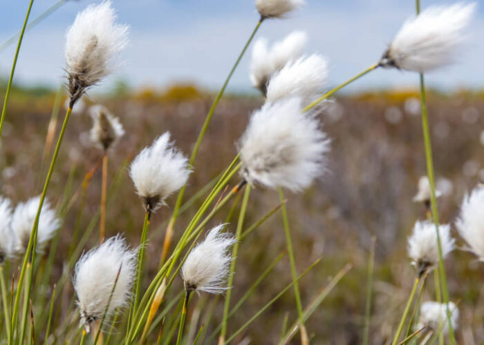 wild flowers blowing in the wind