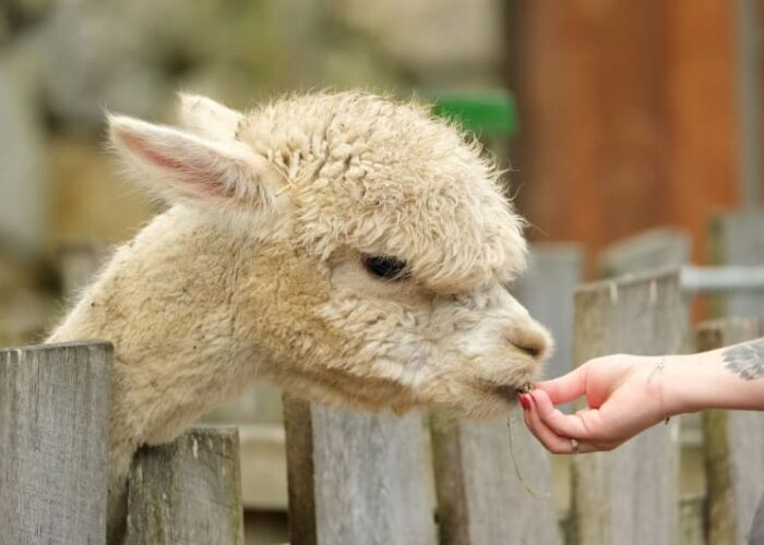 Alpaca Hand Fed At Wooden Fence pjbtgv