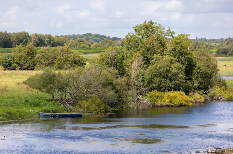 Blue Boat On Riverbank Near Trees And Cows oqnzra