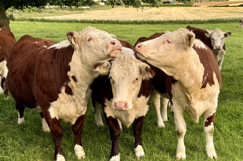 Brown And White Hereford Cattle In Green Pasture