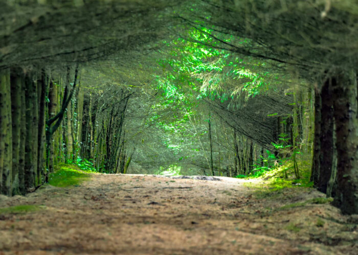 Derryounce Lakes Forest Path Through Archway Of Dense Green Trees
