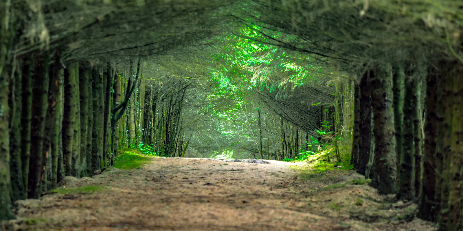 Derryounce Lakes Forest Path Through Archway Of Dense Green Trees