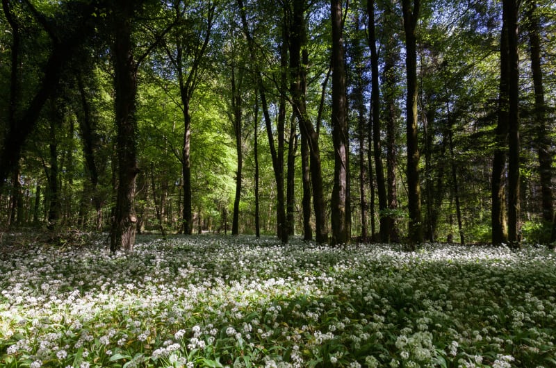 Forest Floor Covered In White Wild Garlic Flowers ovw8zo
