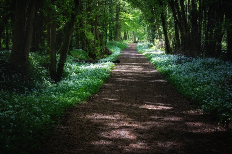 Forest path lined with white flowers in sunlight ual3wn