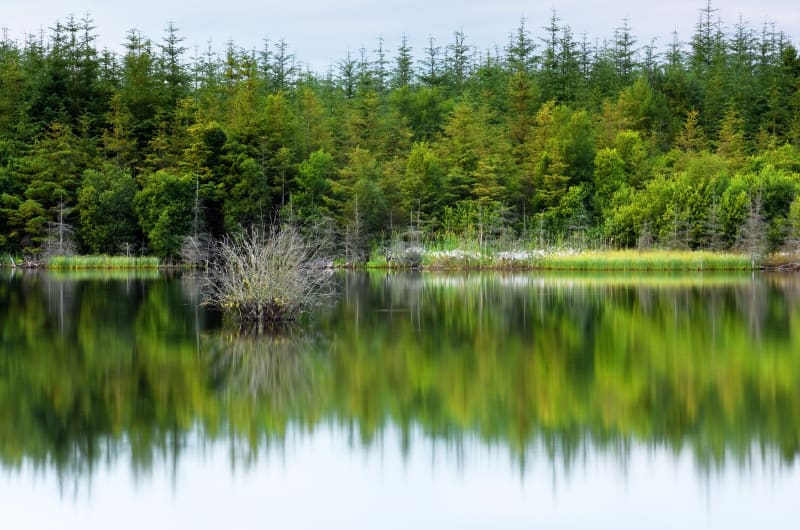 Forest trees reflecting on calm lake surface tuhlcs