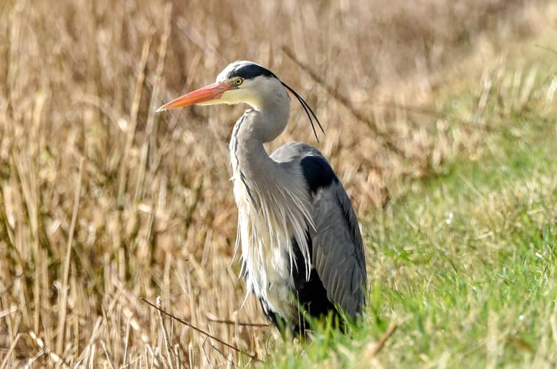 Grey Heron Standing In Grass Near Stone Bridge