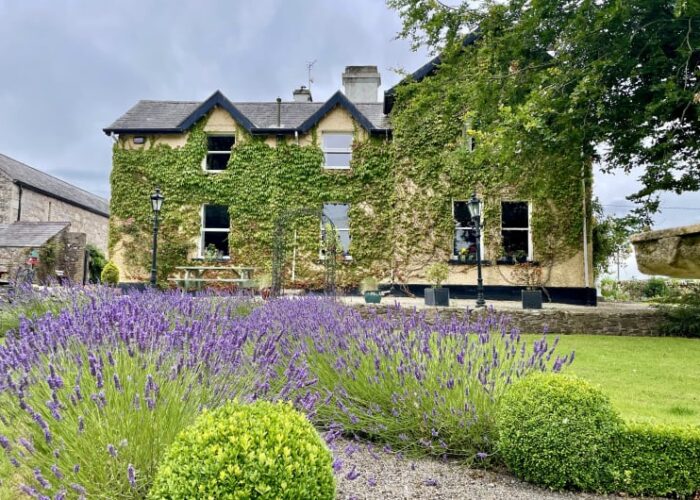 Ivy Covered House With Lavender Garden In Foreground t4ebdl