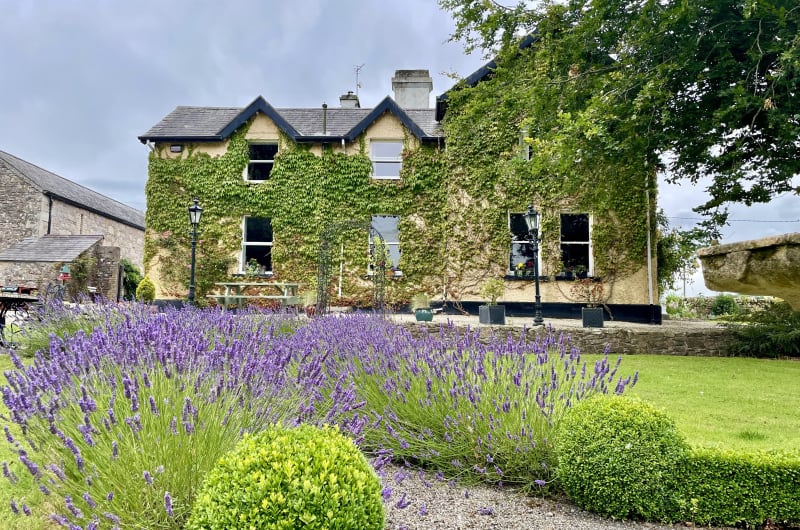 Ivy Covered House With Lavender Garden In Foreground t4ebdl