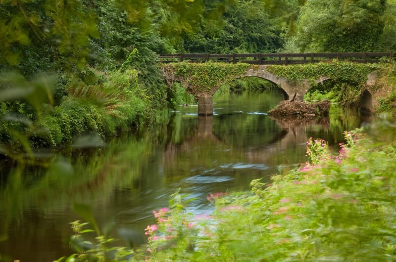 Ivy covered stone bridge over river in forest ugwhjx