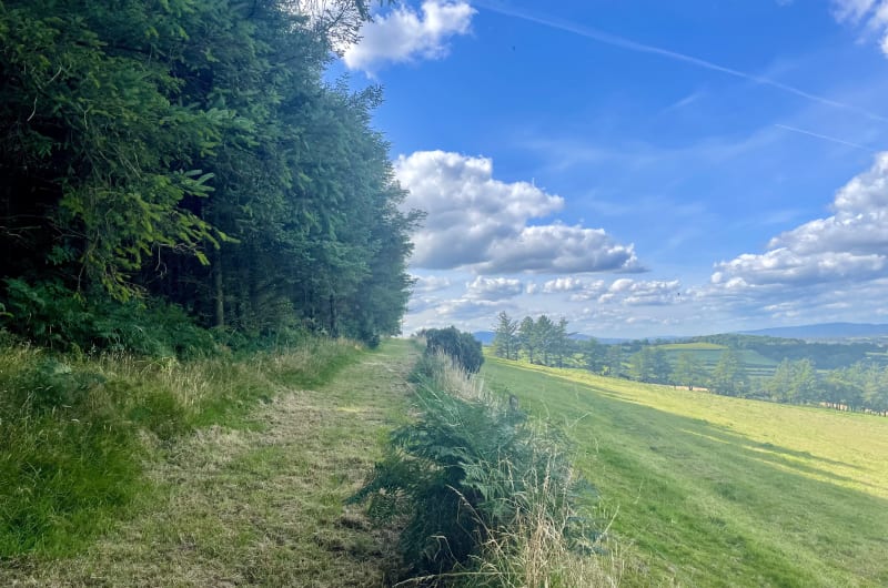 Lush Forest Border Along A Sloping Green Hillside wawihl