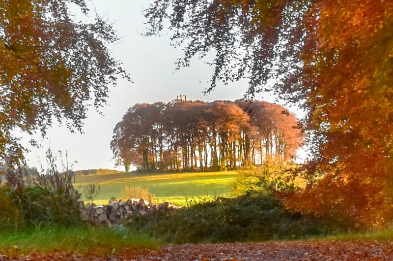 Path Covered In Vibrant Orange Autumn Leaves