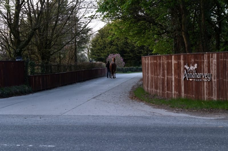 Person Leading Horse At Annaharvey Farm