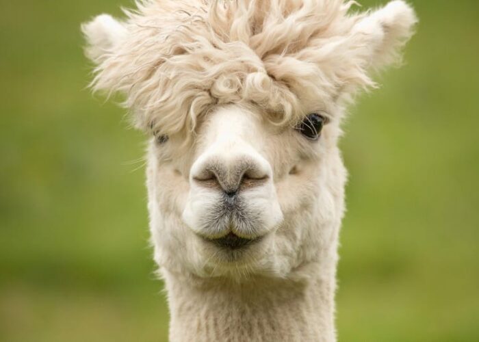 Portrait Of A Fluffy White Alpaca nkxlun