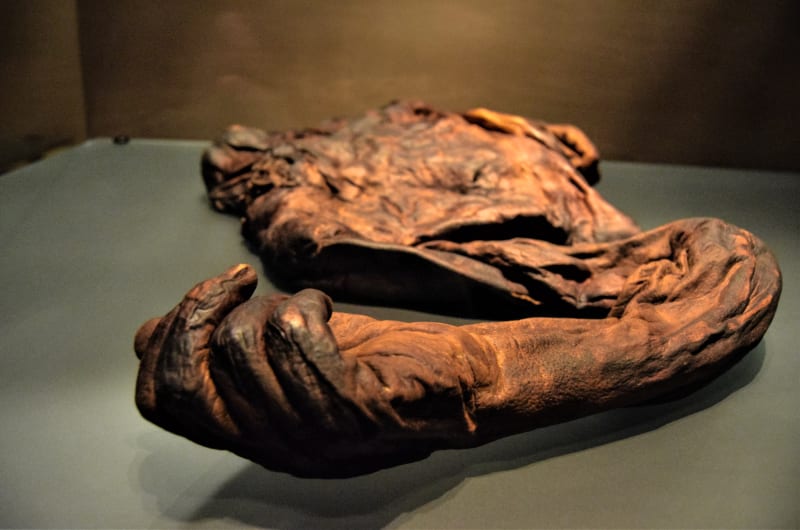 Preserved bog body arm and hand in museum