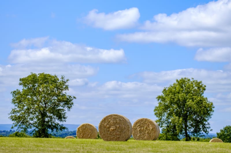 Round Hay Bales In Field Under Blue Sky ipqqac
