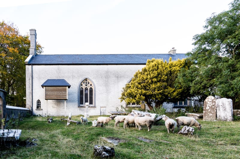 Sheep Grazing In Old Graveyard Beside Stone Church beilrr