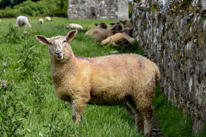 Sheep Standing In Green Pasture Near Stone Ruins