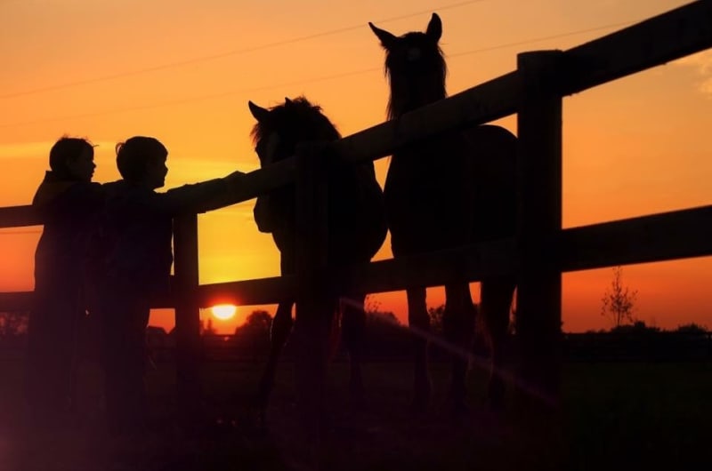 Silhouettes of children and horses at sunset fence