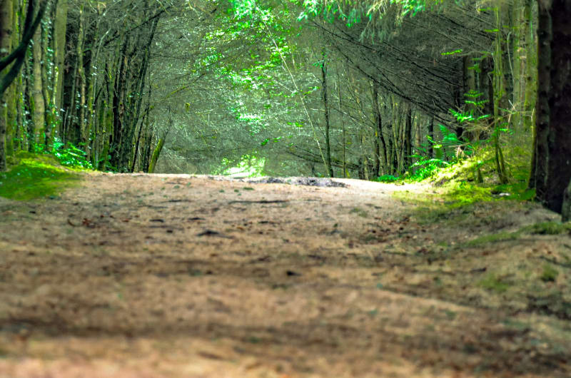 Sunlit Dirt Path Through A Dense Forest Tunnel
