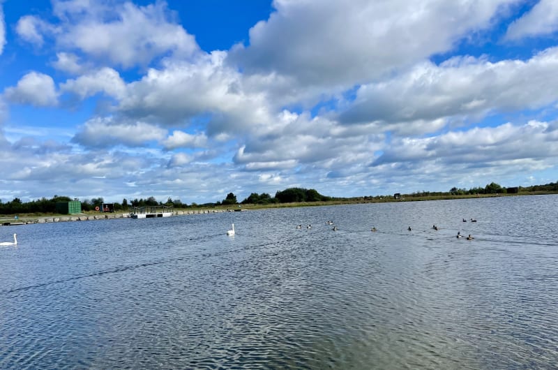 Swans And Ducks On Lake Under Cloudy Sky fudnhl