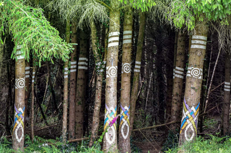 Tree trunks with white bands and colorful patterns